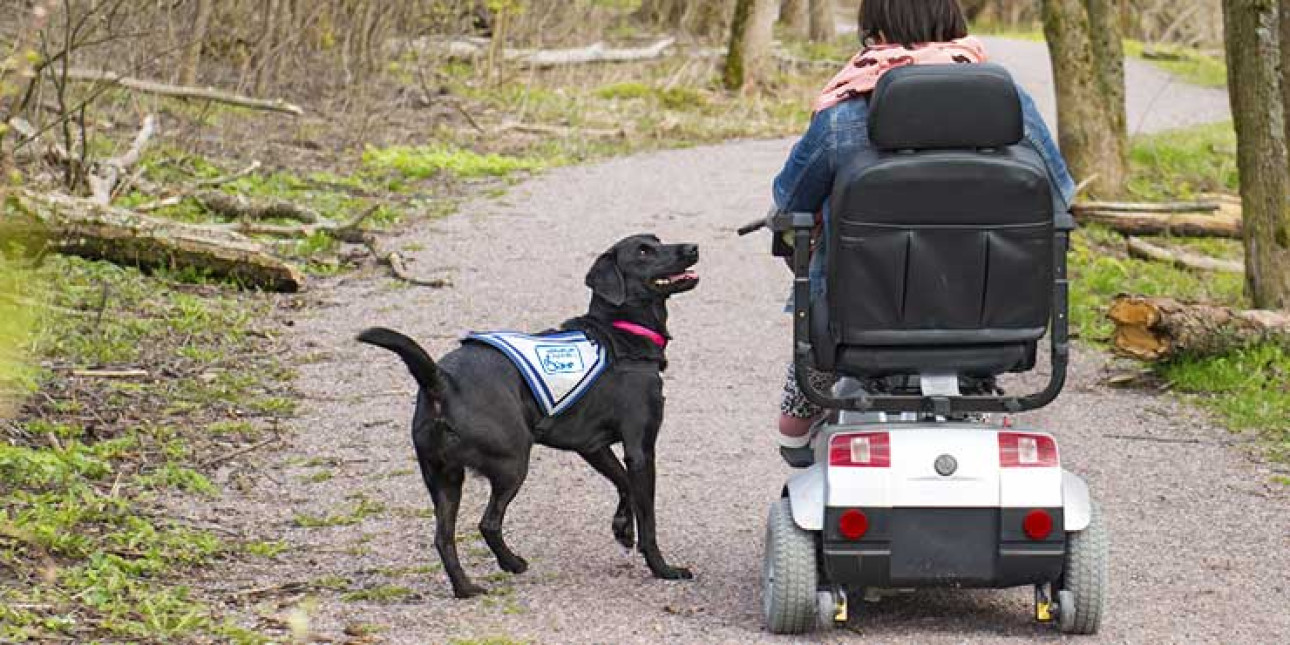 Sähköpyörätuolilla liikkuva henkilö avustajakoiran kanssa metsässä