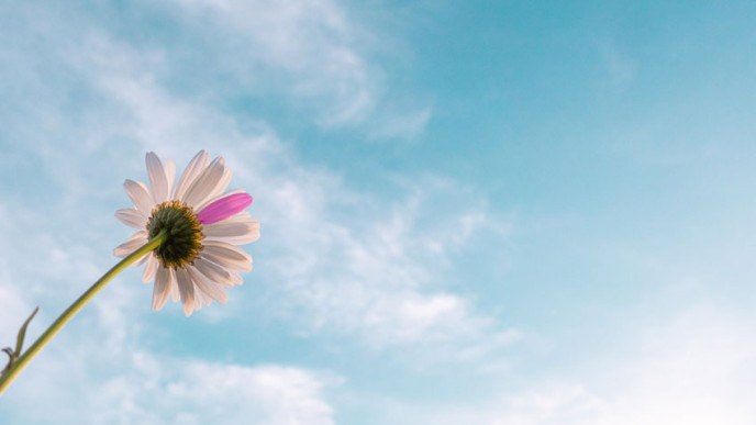 Päivänkakkara, jossa yksi pinkki terälehti. Kuvituskuva.