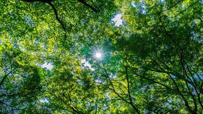 Aurinko näkyy vihreiden puiden oksien ja latvojen läpi.