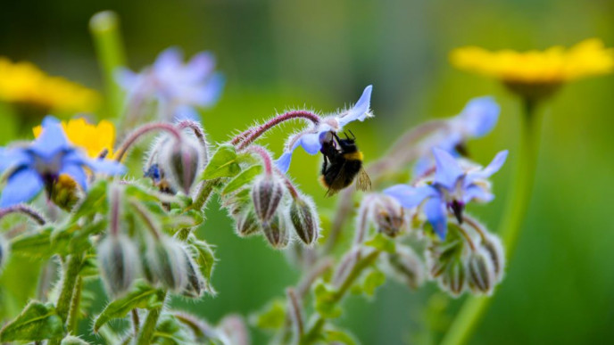 Kimalainen kukkakedolla