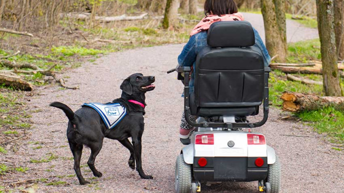 Sähköpyörätuolilla liikkuva henkilö avustajakoiran kanssa metsässä